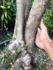 25-30  YAŞ  65 LT SAKSIDA BODUR GEMLİK ZEYTİN AĞACI GÖVDE ÇAPI 50-80 CM (BOY 100-120 CM) - 2