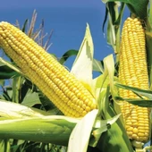 Süt (Şekerli) Mısır Tohumu 25 gr Paket - 1