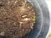 Polianthes tuberosa katlı sümbül teber sümbülteber soğanı - 6