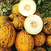 Kırkağaç Kavun (637) Tohumu 10 gr Paket - 1