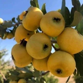 İri Meyveli Aşılı Sarı BELEN Alıç Fidanı, Tüplü - 2