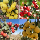 2 Adet İri Meyveli Aşılı Alıç Fidanı, Tüplü (Kırmızı ve Sarı) - 1