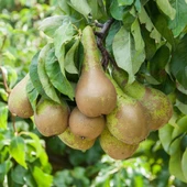 Tüplü, Aşılı, Erkenci CONFERENCE Armut Fidanı - 1