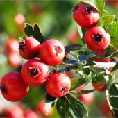 İri Meyveli Aşılı Kırmızı Alıç Fidanı, Tüplü - 1