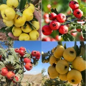 2 Adet İri Meyveli Aşılı Alıç Fidanı, Tüplü (Kırmızı ve Sarı) thumbnail 1