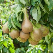 Tüplü, Aşılı, Erkenci CONFERENCE Armut Fidanı - 1