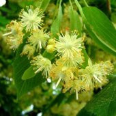 3 YAŞ TÜPLÜ IHLAMUR AĞACI FİDANI 130-150 CM - 1