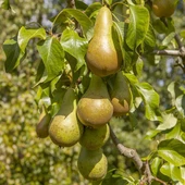 Tüplü, Aşılı, Erkenci CONFERENCE Armut Fidanı - 2