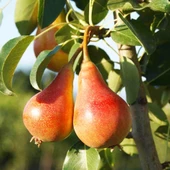 Tüplü, Aşılı, JUNE GOLD / Haziran Altını Armut Fidanı thumbnail 1