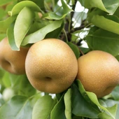 Tüplü, Aşılı, NASHI ATAGO Armut Fidanı - 1