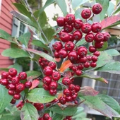 Tüplü Katya Cinsi Kırmızı Aronya Fidanı (Rus Yaban Mersini) thumbnail 1