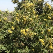 Tüplü Sarı Aşılama Kestane Fidanı thumbnail 2