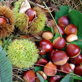 Tüplü Sarı Aşılama Kestane Fidanı thumbnail 1