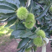 Tüplü Hacı Ömer Kestane Fidanı thumbnail 2