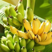 Musa Cavendish Muz Fidanı, Torbada - 4