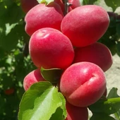 Tüplü Aşılı Zaiges Red Moon Cinsi Kayısı Fidanı +80cm - 1