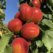 Tüplü Aşılı Zaiges Red Moon Cinsi Kayısı Fidanı +80cm - 2
