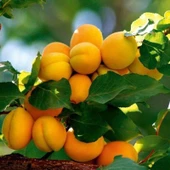 Tüplü Aşılı İtalyan Tokalı Cinsi Kayısı Fidanı +80cm thumbnail 1