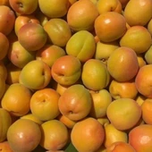 Tüplü Aşılı İtalyan Tokalı Cinsi Kayısı Fidanı +80cm thumbnail 2