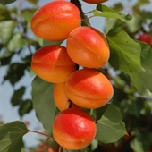 Tüplü Aşılı Aldeniz Perfect Red Cinsi Kayısı Fidanı +80cm thumbnail 1