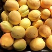 Tüplü Aşılı Proyma Cinsi Kayısı Fidanı +80cm - 3