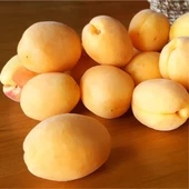 Tüplü Aşılı Proyma Cinsi Kayısı Fidanı +80cm - 2