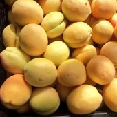 Tüplü Aşılı Proyma Cinsi Kayısı Fidanı +80cm - 3