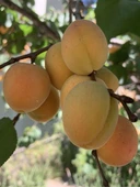 Tüplü Aşılı Proyma Cinsi Kayısı Fidanı +80cm - 1