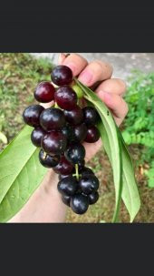 Meyve vermeye hazır Tüplü Laz Kirazı (karayemiş) Fidanı 3 Yaş Boy 130-150 cm - 1