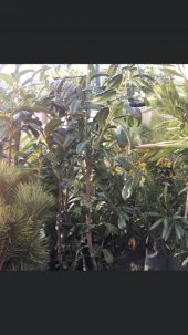 Meyve vermeye hazır Tüplü Laz Kirazı (karayemiş) Fidanı 3 Yaş Boy 130-150 cm - 2