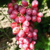 3-5 Metre Boyda Quen Cinsi Üzüm Fidanı thumbnail 1