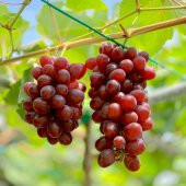 3-5 Metre Boyda Quen Cinsi Üzüm Fidanı thumbnail 2