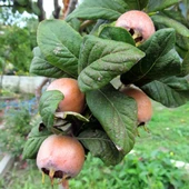 Tüplü İri Meyveli Jumbo Döngel Muşmula Fidanı (+100 cm) - 1