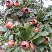 Tüplü İri Meyveli Jumbo Döngel Muşmula Fidanı (+60 cm) thumbnail 2