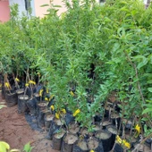 Tüplü, Aşılı PENTA Geçci Badem Fidanı (Meyve verir yaşta) - 2