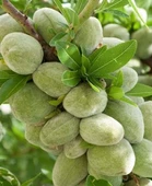 Tüplü, Aşılı PENTA Geçci Badem Fidanı (Meyve verir yaşta) - 1