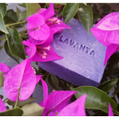 Lavanta sabunu (adet) - 1