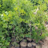 Tüplü Çok İri Taneli Aşılı Hünnap Fidanı (Meyve Verir Yaşta) - 4