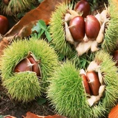 Tüplü Sarı Aşılama Kestane Fidanı thumbnail 2