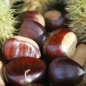 Tüplü İri Meyveli Fransız Marigoule Kestane Fidanı thumbnail 1