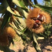 Tüplü İri Meyveli Fransız Marigoule Kestane Fidanı thumbnail 2