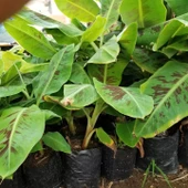 İri Meyveli Grand Naine Muz Fidanı, Torbada - 2