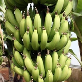 4 Farklı Muz Cinsi Fidan Paketi, Torbada thumbnail 4