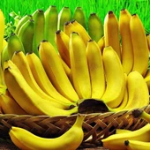 4 Farklı Muz Cinsi Fidan Paketi, Torbada thumbnail 3