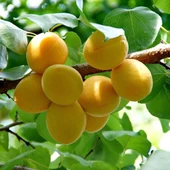 Tüplü Aşılı Ninfa Cinsi Kayısı Fidanı +80cm thumbnail 1