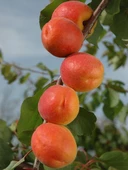 Tüplü Aşılı Bebeco Cinsi Kayısı Fidanı +80cm thumbnail 2