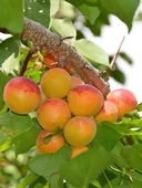 Tüplü Aşılı Bebeco Cinsi Kayısı Fidanı +80cm thumbnail 1