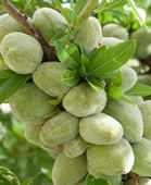 Tüplü, Aşılı PENTA Geçci Badem Fidanı (Meyve verir yaşta) - 1