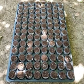 Hızlı Çimlenme Sağlayan Tohum ve Çelik Köklendirme Paper Pot(104 Adet Viyol İçinde) thumbnail 2