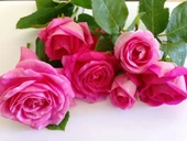 Tüplü Yediveren Kokulu Reçellik Isparta Gül Fidanı thumbnail 1